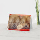 Search for chow chow cards Chows