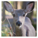 Search for doe tiles Superstock