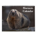 Search for groundhog calendars Animals