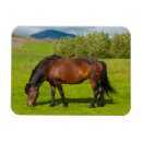 Search for horse ranch magnets Mane
