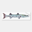 Search for barracuda Angling