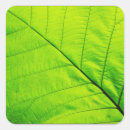 Search for macro stickers Green