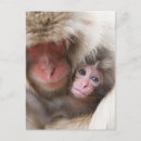 Search for japanese snow monkeys postcards Animals in the wild