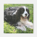 Search for spaniel magnets English springer spaniel