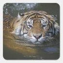 Search for sumatra stickers Animal