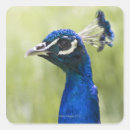 Search for bird head stickers Animal