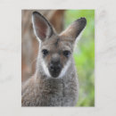 Search for wallabies postcards Australia