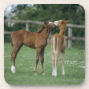 Search for thoroughbred horse coasters Fence