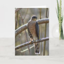 Search for falconer cards Bird of prey