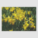Search for yellow daffodil tissue paper Daffodils