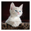 Search for pink nose posters Feline