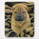 Search for four weeks Puppies