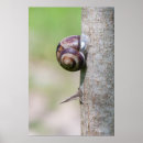 Search for snail posters Mollusk