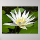 Search for white lotus flower posters Massage