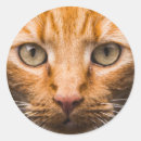 Search for staring stickers Stare
