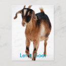Search for pet goat postcards Livestock