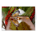 Search for nuthatch Birding