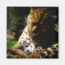 Search for leopard spots magnets Wildlife