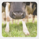 Search for animal nose stickers Horizontal