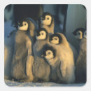 Search for emperor penguin chick stickers Cute