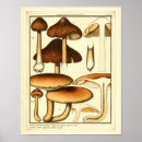 Search for champignons posters Vintage