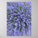 Search for salvia art Floral