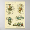 Search for hand anatomy posters Anatomical