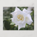 Search for easter greeting postcards Flower