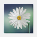Search for daisy magnets Floral
