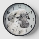 Search for anatolian shepherd Kangal