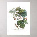 Search for rubus Botanical