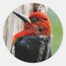 Search for red breast stickers Bird