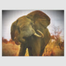 Search for elephant tissue paper Wild animal