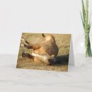 Search for buckskin cards Horse