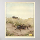 Search for vintage cricket posters Insects