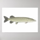 Search for pike fishing posters Freshwater