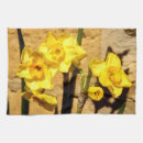 Search for jonquils Daffodil