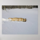 Search for cold dog posters Horizontal