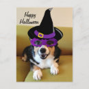 Search for funny corgis postcards Cute