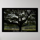 Search for live oak Live oaks
