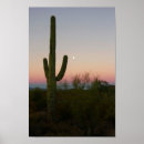 Search for saguaro national park posters Tucson