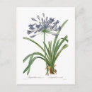 Search for agapanthus postcards Floral
