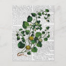 Search for squash postcards Veggie