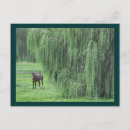 Search for weeping willow postcards Landscape