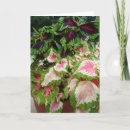 Search for coleus postcards Nature