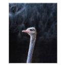 Search for animal faces posters Birds