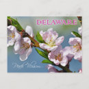 Search for delaware state postcards Pink