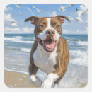 Search for pit bull stickers Funny