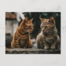 Search for tom cat Funny