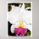 Search for cattleya orchid posters Tropical